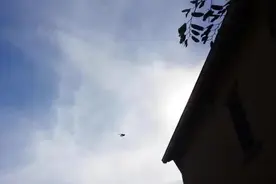 螳螂捕蝉黄雀在后：蚂蚱从男子手中逃脱后被飞鸟掠走图片