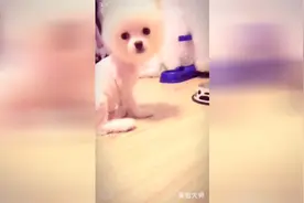 软萌狗狗的毛发被主人剪光，小眼神太委屈了，铲屎官犯得罪过大了图片