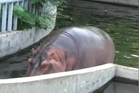 北京动物园的河马，出水那一刻才知道什么是膘肥体壮！视频封面