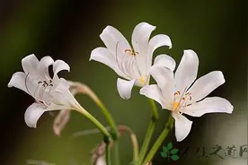 曼陀罗中毒怎么办图片