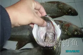 如何钓获米级翘嘴？这里有图有真相！图片