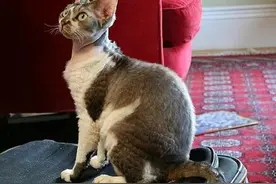 如何挑选和饲养一只德文卷毛猫?!德文卷毛猫价格多少?!图片