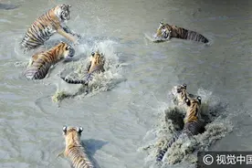 难耐炎热东北虎下水嬉戏图片