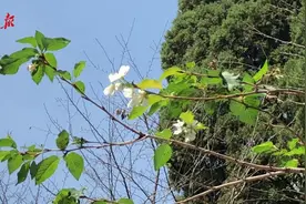 9月份武大樱花开了？小伙伴们都惊呆了，专家这么说……视频封面