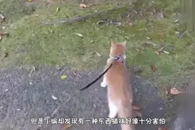 猫为什么怕黄瓜看完这个视频，解开了我多年的疑惑！视频封面