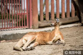 杭州：袋鼠阳光下慵懒入睡 妖娆睡姿惹人关注图片