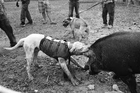 东北&quot斗兽场&quot死灰复燃:猎犬撕咬野猪 私下设赌局图片