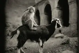 饭扫光--下饭菜里的齐天大圣图片