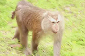 妹子带了很多吃的过来，给猴子们吃视频封面