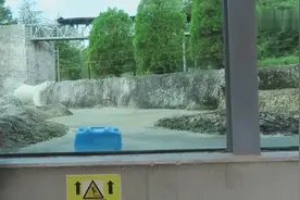 北极熊的体型到底长多大？当这头巨物走近一刻就知多霸气视频封面