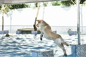 汪星人福利up up up 成都宠物泳池开业图片