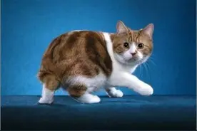 你见过没有尾巴的猫咪吗，来看看曼岛无尾猫吧图片