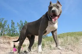 比特犬也是有喜怒哀乐的呢，主人们可要注意啦图片