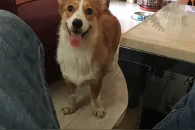 在柯基界我算不算大长腿。图片