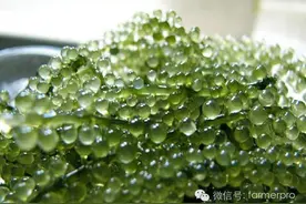 有一种葡萄种在海里，零售价250元/公斤供不应求！图片