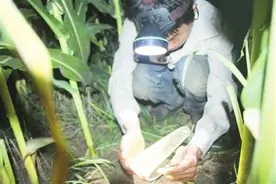 邢台村民靠抓蛐蛐月入万元 一只能卖到3000元图片