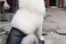 帮家里的萨摩耶穿上了丝袜，感觉有点性感啊...图片