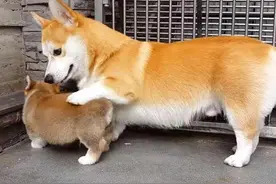 一只多情的柯基爸爸，他带回来的孩子们让主人忍俊不禁图片