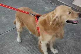 如何巧妙的运用狗绳来训练家中的狗狗？这几点需要注意图片