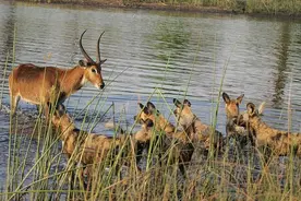 非洲野狗也是够无赖的集体围攻羚羊，难道羚羊就这样甘心被杀？图片