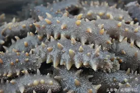 海参常识：从海参的特性与看其营养价值图片
