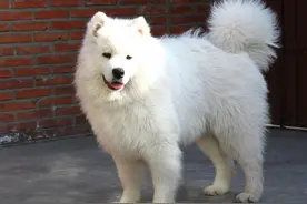 咱们的小天使萨摩耶也是很容易生病的哟，发现这些就要提起注意啦图片