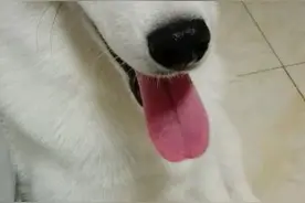 男子带二哈散步被路人质疑为串串，没想到网友看后会这样回答他！图片