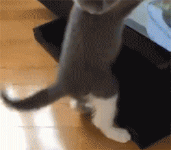 这只猫一直在玩永远摸不到的逗猫棒，这智商也是捉急图片