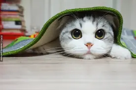 长着一副正宗包子脸，猫咪很忧伤图片