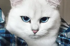 一只蓝眼眸的逗比猫图片
