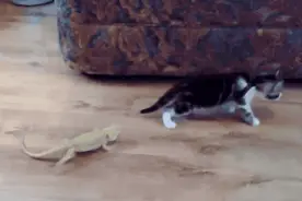 猫被“神秘生物”吓到以后，竟然飞起来了！图片