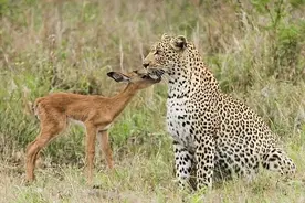 猎豹刚刚对小羚羊“摸头杀”，转眼就这样，友谊的小船说翻就翻图片