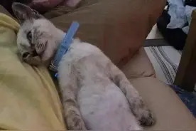 流浪猫收养前后态度巨大变化，铲屎官一定要看图片