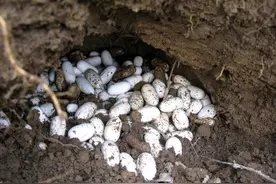 男子带回了蛇蛋,不久后孵化出双头蛇,真奇怪图片