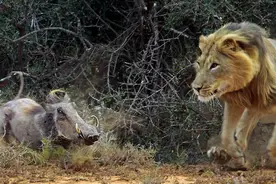 疣猪误入狮子地盘，不甘被吃奋力挣扎，结果下场更加惨不忍睹！图片