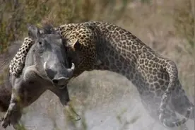 疣猪为保护腹中胎儿和美洲豹殊死搏斗，惨死后结果来了不速之客图片