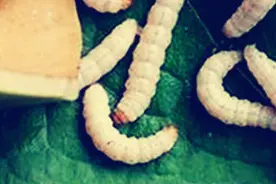 恐怖昆虫盛宴，你敢挑战吗？图片