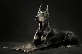 帅气的杜宾犬图片