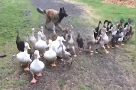 小狗发现小鸭子掉队,接下来的动作让人称赞啊图片