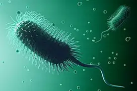 50块钱，改造一台真正的科研电子显微镜！图片