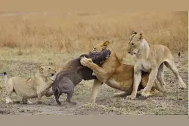 这头疣猪是大草原上的试验品，被幼狮与母狮折磨许久，最终惨死图片