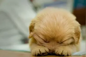 史上最萌的狗狗难道终于要出现了？图片