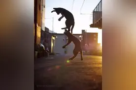 岛国一位摄影师镜头下的猫咪黄昏打架...撕出CD封面的即视感图片