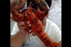 海鲜美食大作战，正确的吃法！视频封面