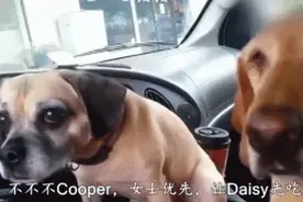 主人让另一只狗狗先吃冰淇淋，金毛的行为让小伙伴一脸懵逼图片