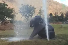 大象曾遭虐待，被救后爱上了玩水！弄坏公园水管尽情大跳各种舞蹈图片