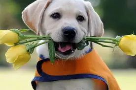 聪明的拉布拉多不仅通人性还是好助手，怎样训练它送东西的本领呢图片