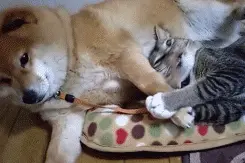 有个黏人的猫星人女朋友，相信你也会很无奈！图片