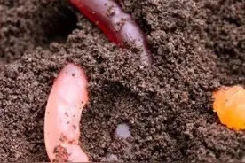 这些终极黑暗料理，保证你没见过！图片