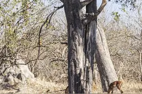 猎豹12米高树跳跃捕杀羚羊并成功运猎物，连摄影师都称是奇迹！图片